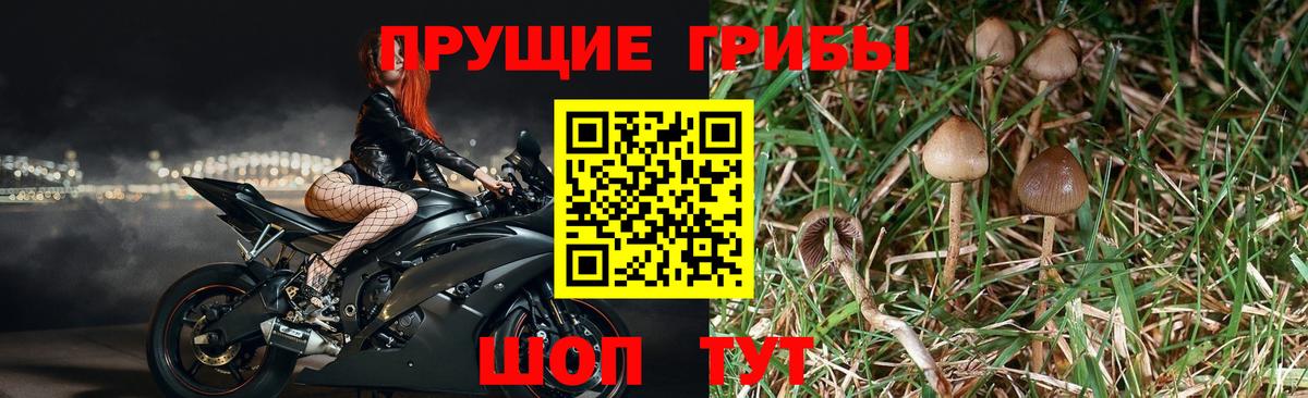 Псилоцибиновые грибы мухоморы  Вход с VPN  Псилоцибиновые грибы мицелий  Кызыл 